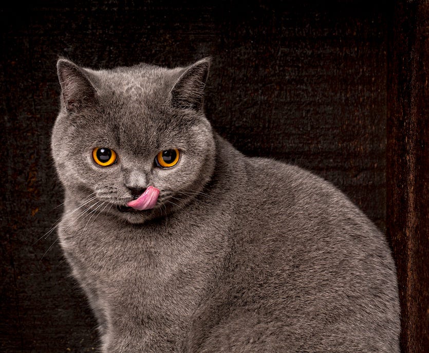 blue British Shorthair with tongue out also called British blue cat