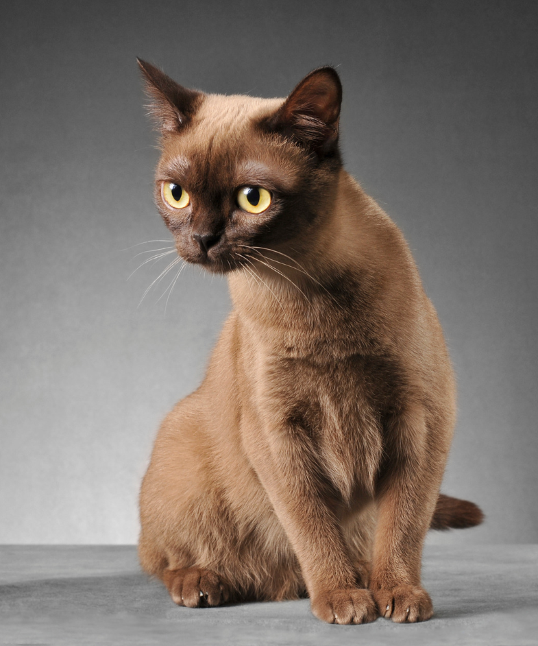 sable Burmese cat