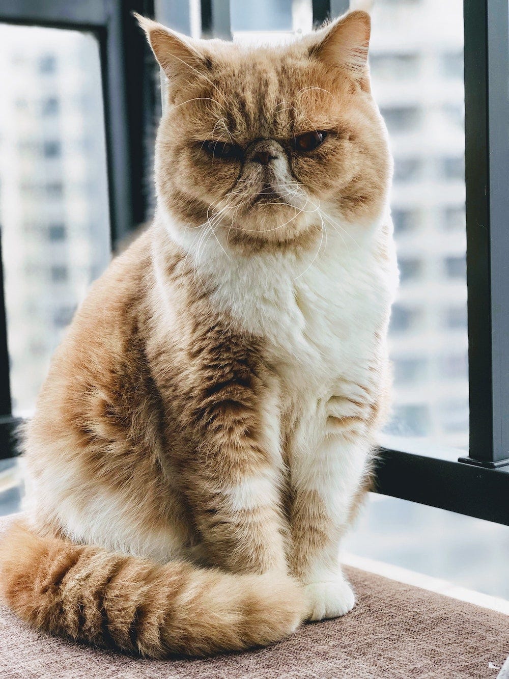 Exotic Shorthair Cat Breed Profile | Litter-Robot