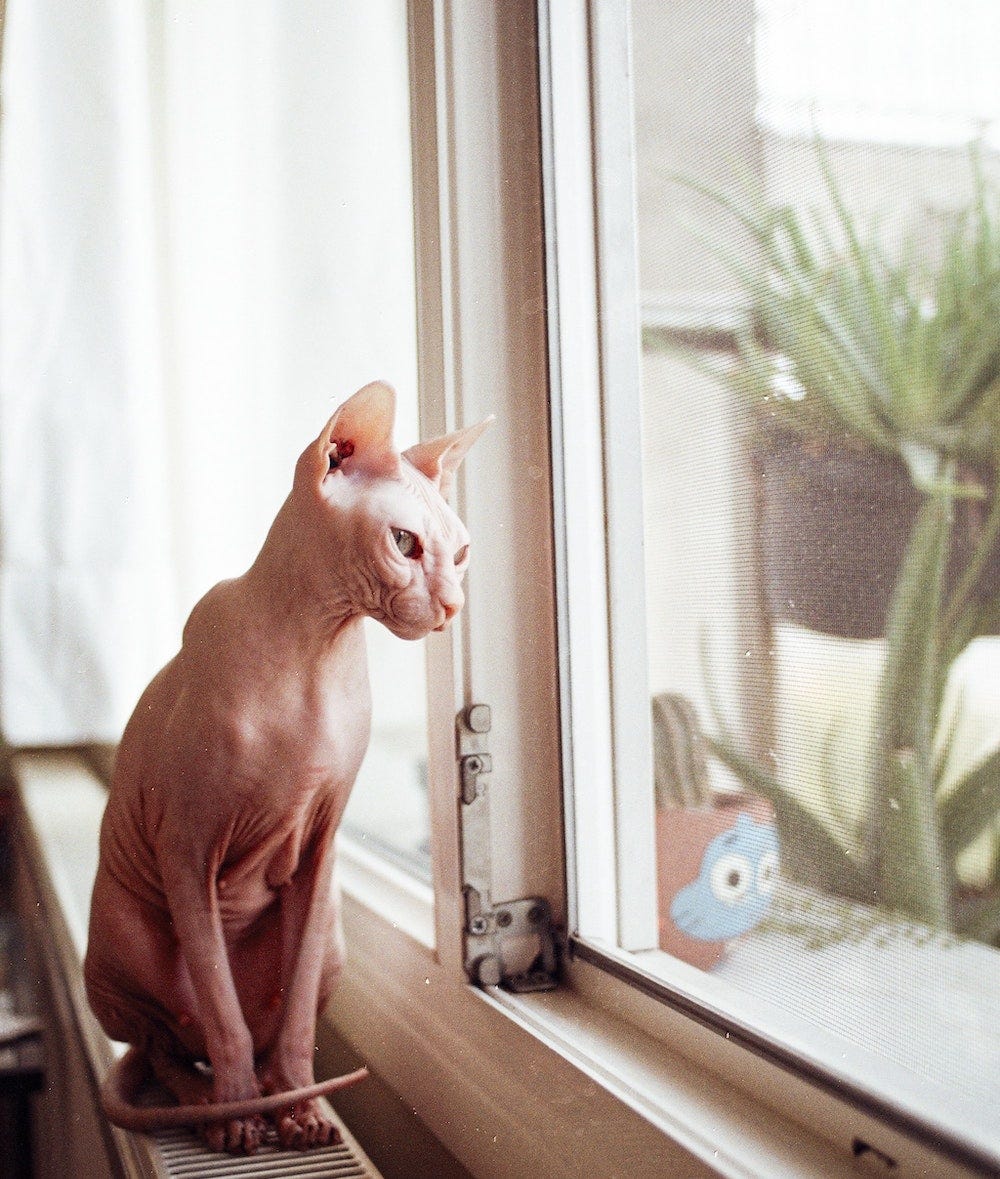 Sphynx cat staring out window