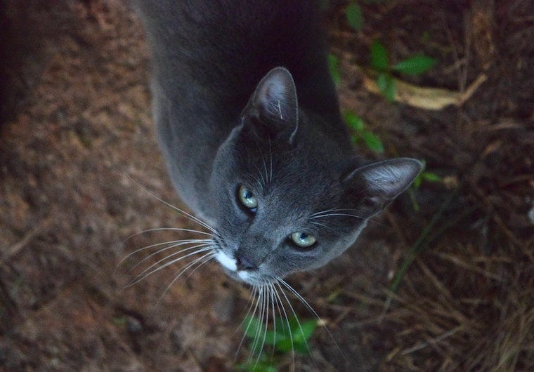 grey domestic shorthair cat with white chin outside
