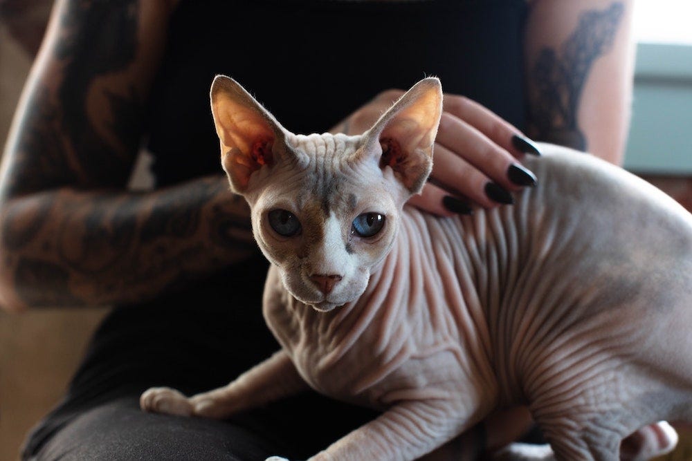 Tattooed woman petting Sphynx cat in lap