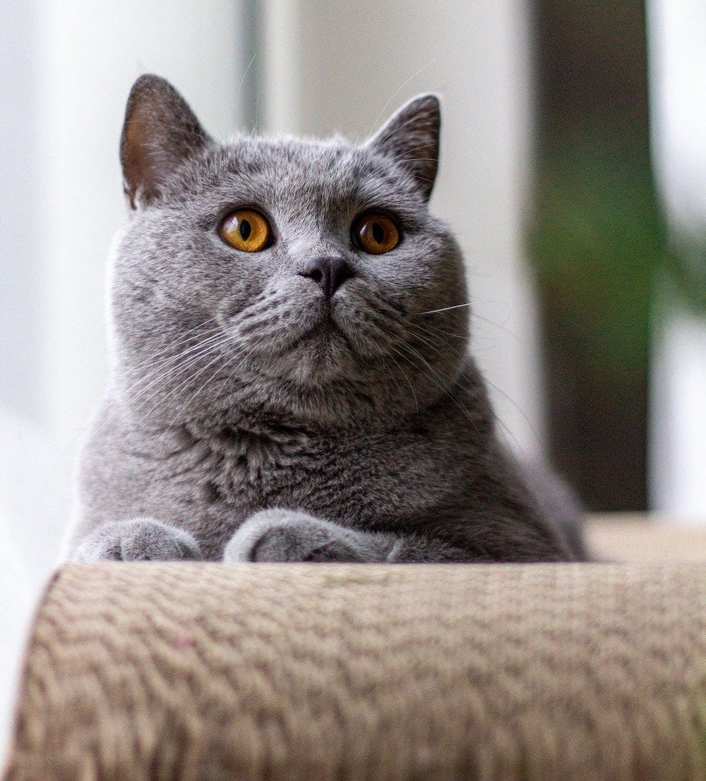 British Shorthair Cat Breed Profile | Litter-Robot
