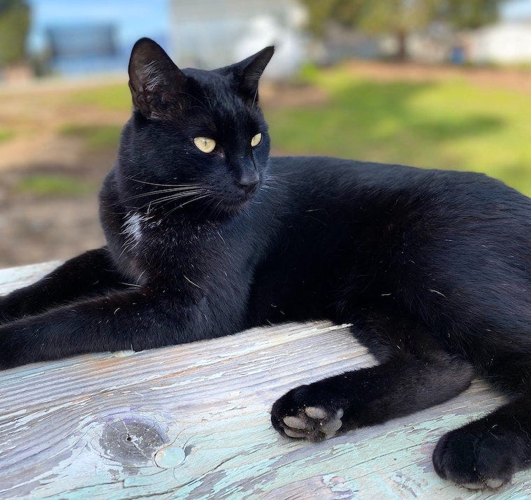 black and white spotted cat with green eyes