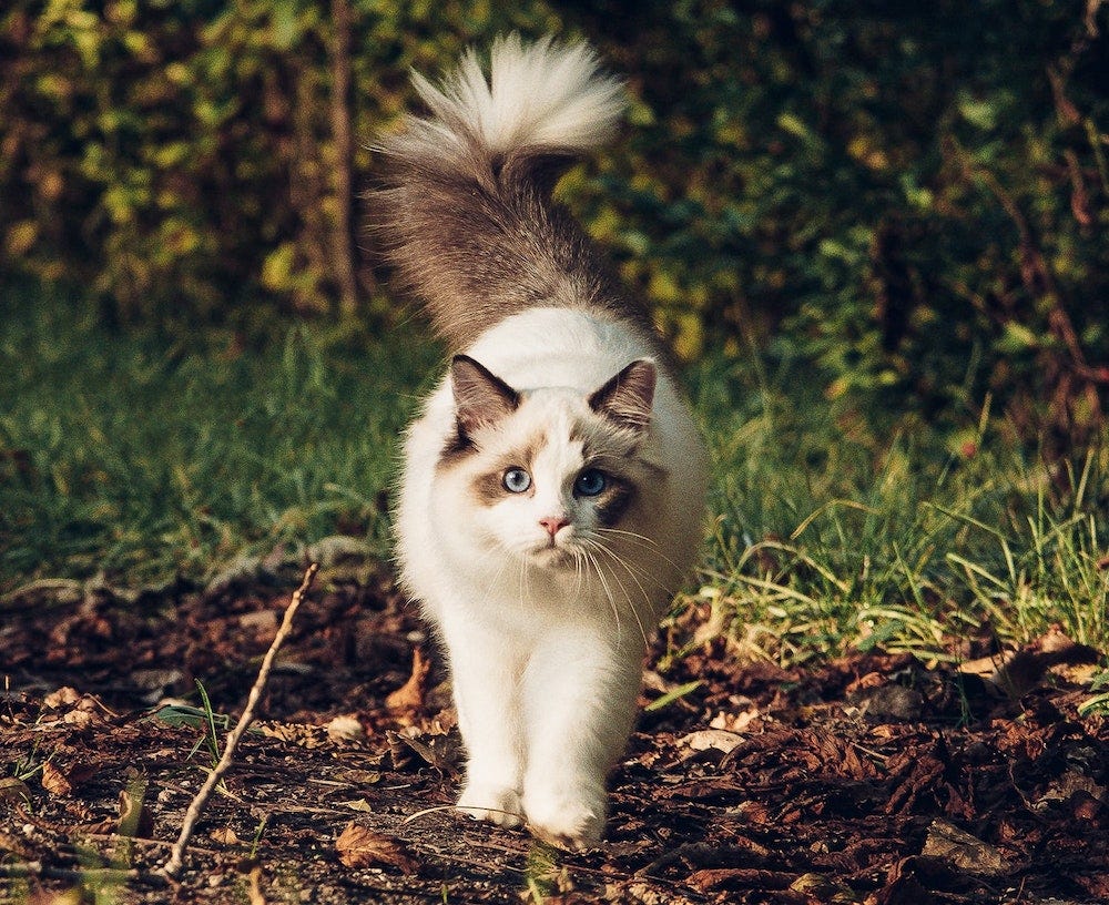 Ragdoll cat walking outside