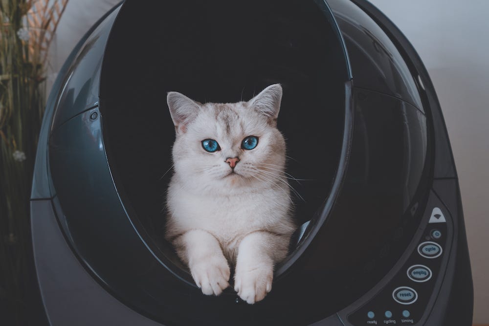 White British Shorthair cat inside Litter-Robot 3