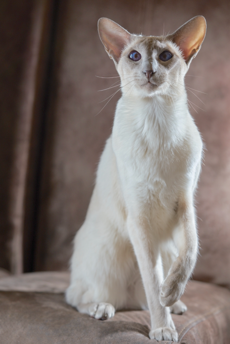 white Oriental Shorthair cat
