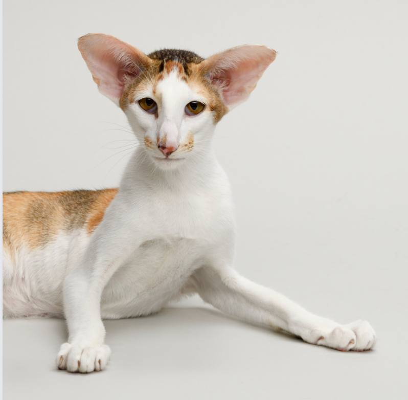 calico Oriental Shorthair cat
