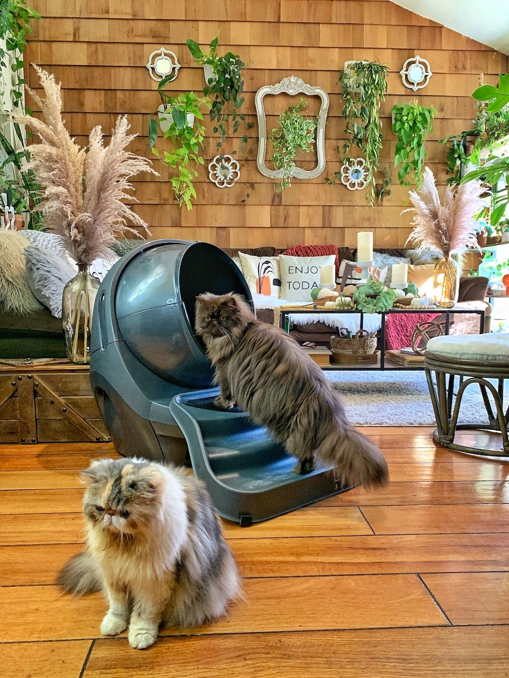 Two Persians with Litter-Robot