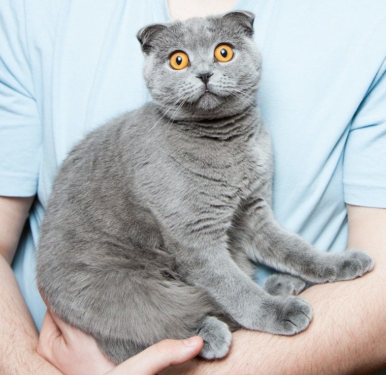 Scottish Fold cat in man's arms