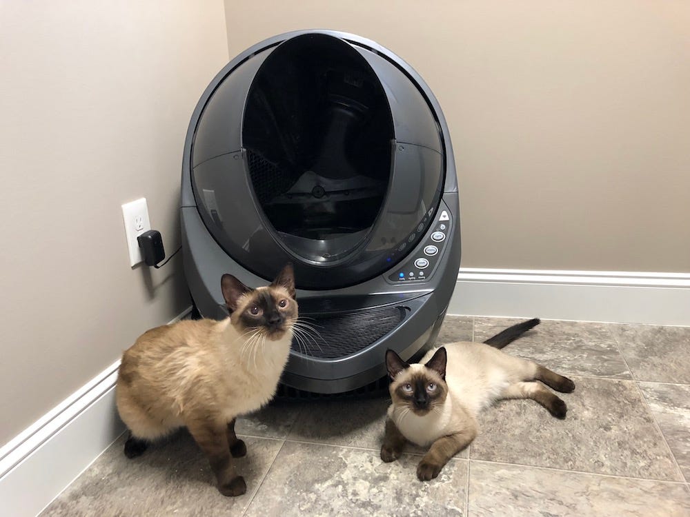 Siamese Cat Breed Profile LitterRobot