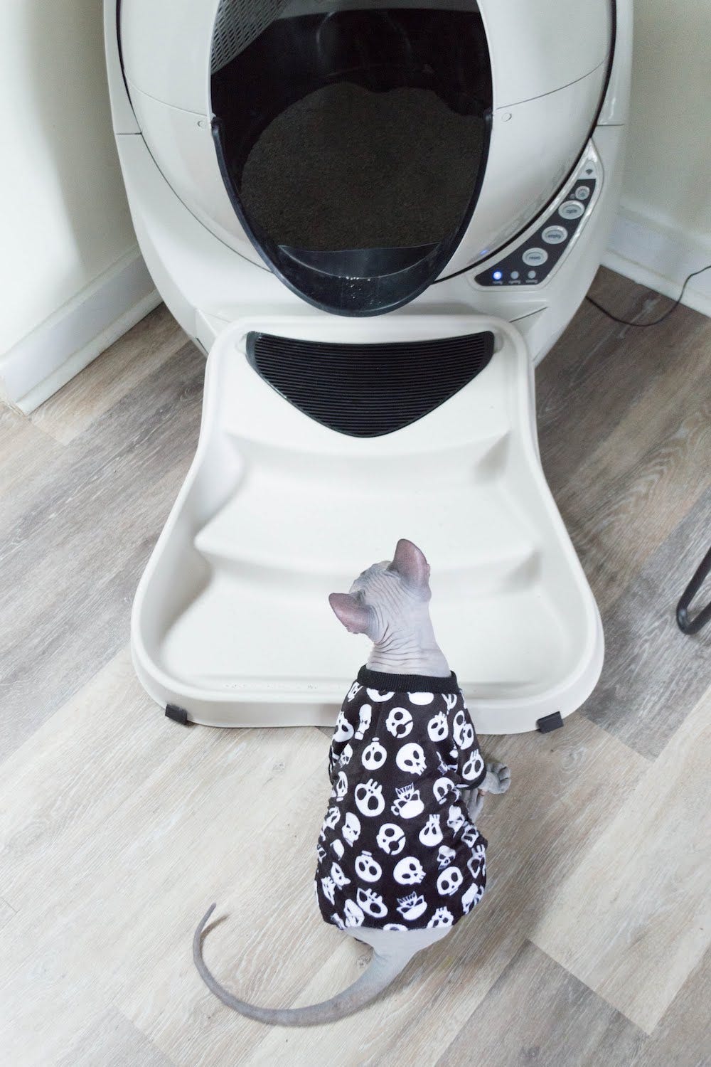 Sphynx cat in sweater in front of Litter-Robot