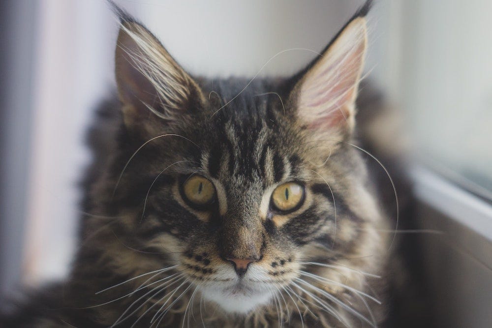 brown tabby Maine coon cat