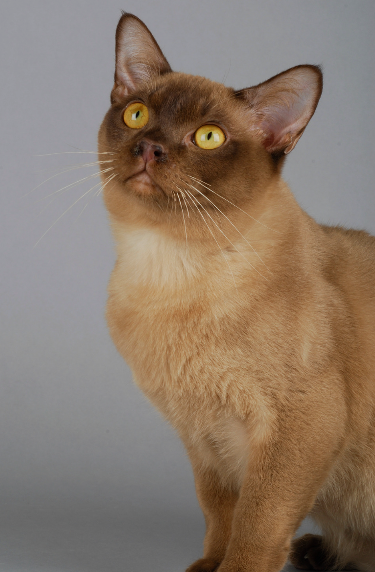 Blue Burmese Cat Colours Collection Factory | www.pinnaxis.com