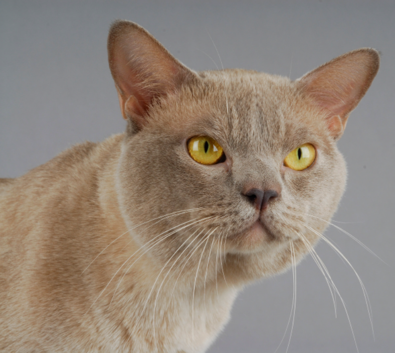 Burmese Cat Personality How Do Burmese Cats Act? LitterRobot