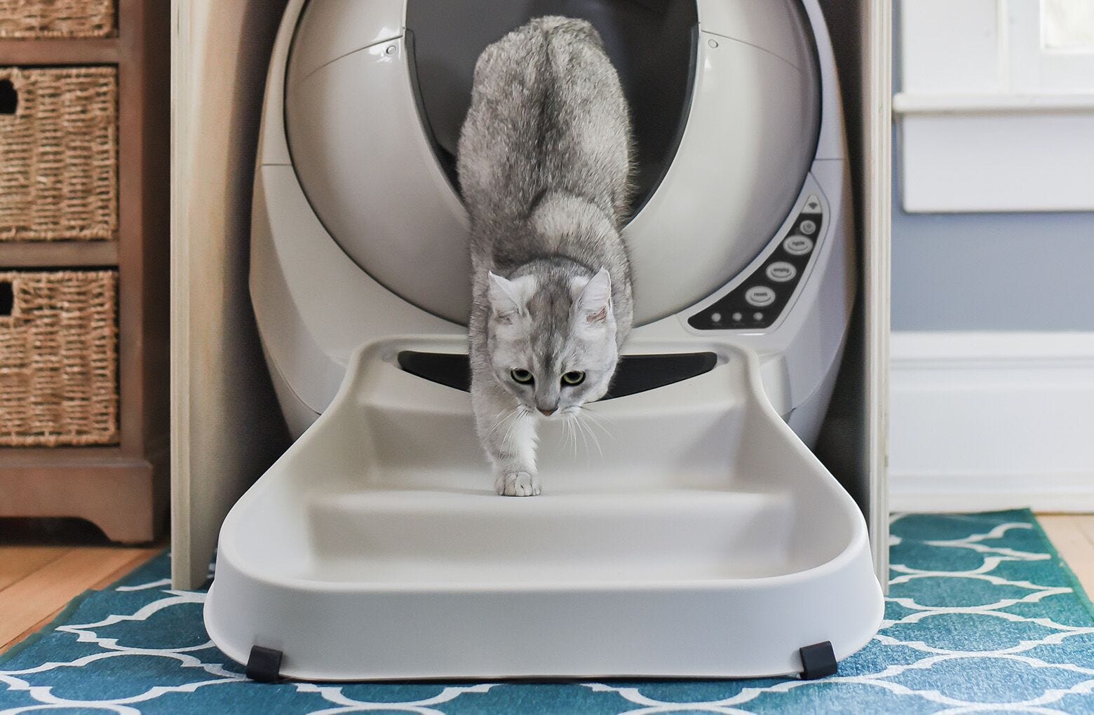 Grey Cat exiting the Litter robot 3 using a ramp