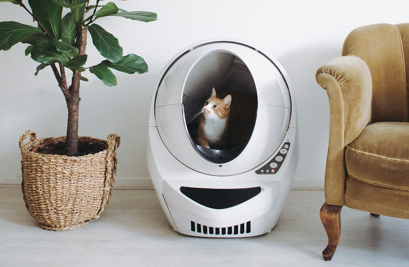 Orange and white cat sitting in the entry of a beige litter robot