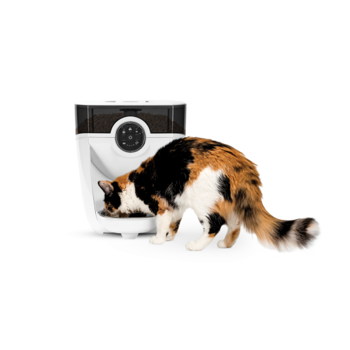 Multicolored cat eating from a white feeder robot