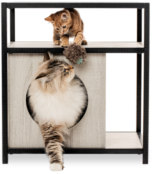 Brown kitten sitting on shelf of side table while white cat peeks through the entrance at the bottom