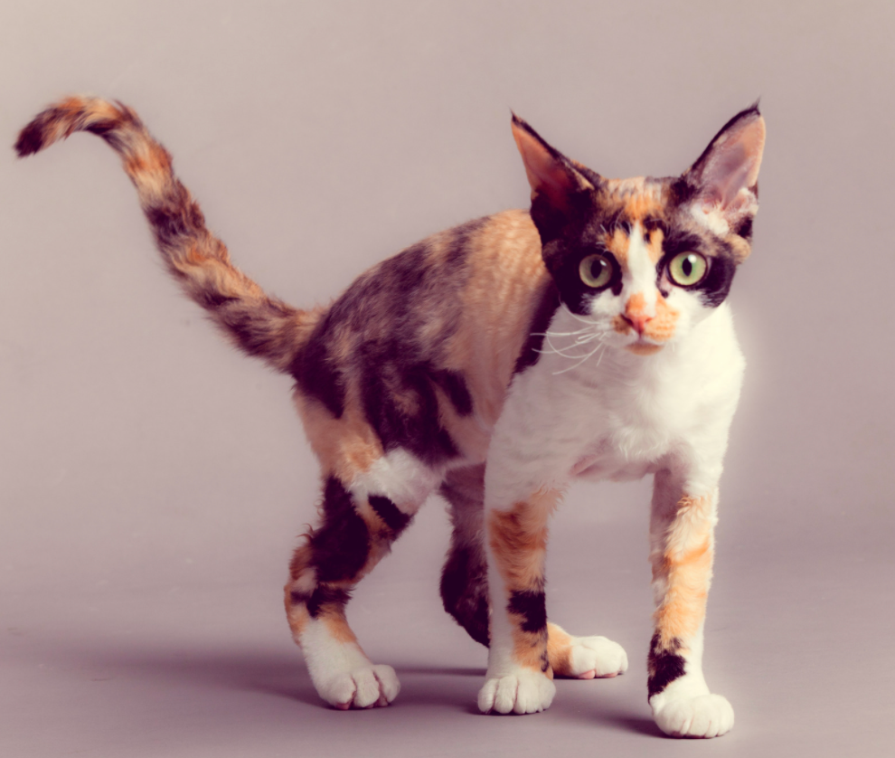 Devon Rex Cat Breed Guide And Profile Litter Robot 
