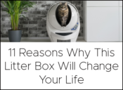 11 reasons why this litter box will change your life