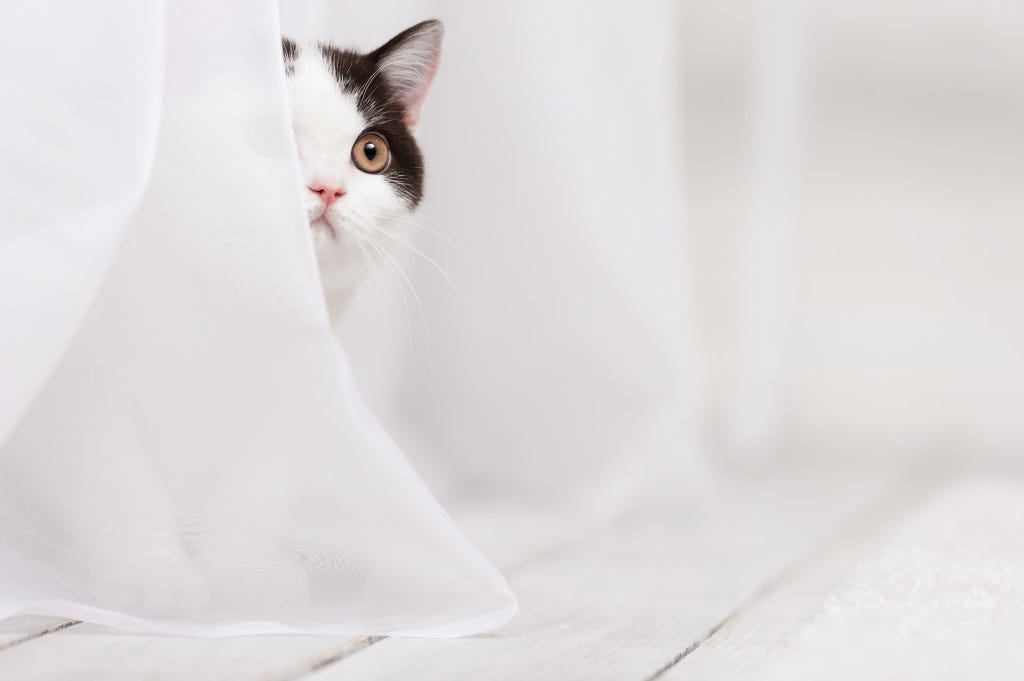 skittish kitty behind curtain