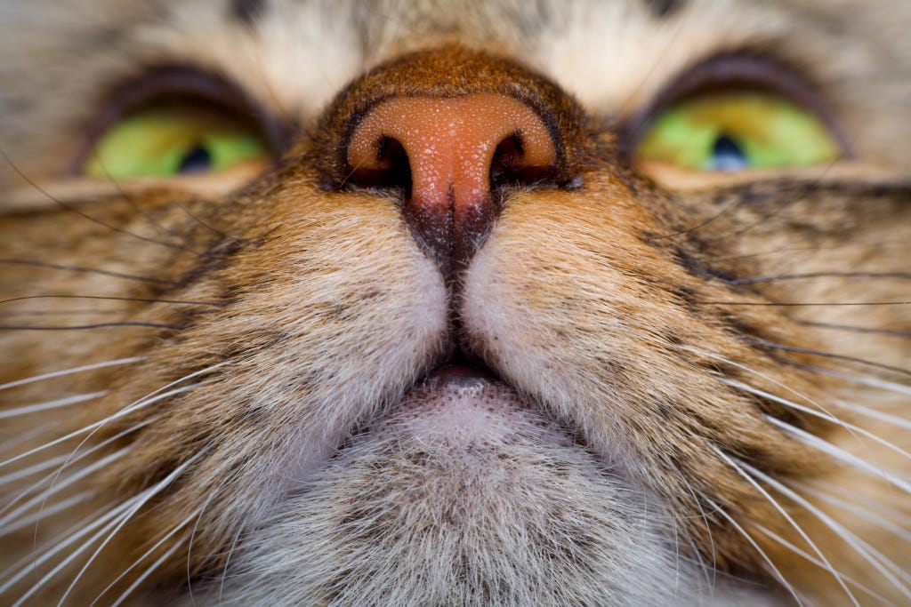cat whisker close up