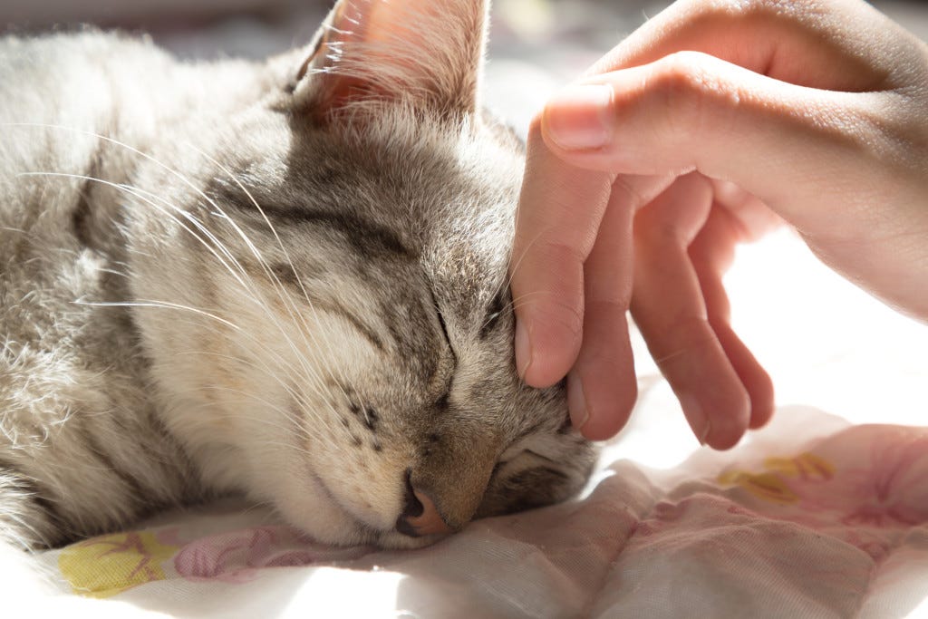 hand petting cat's head after vacation