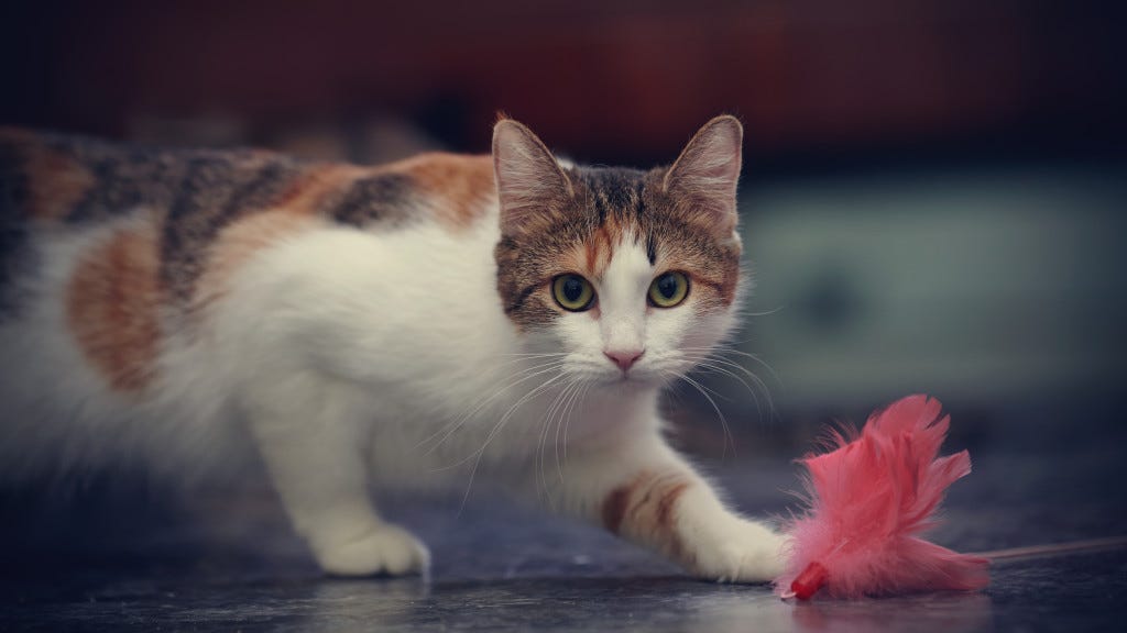 skittish kitty playing with toy