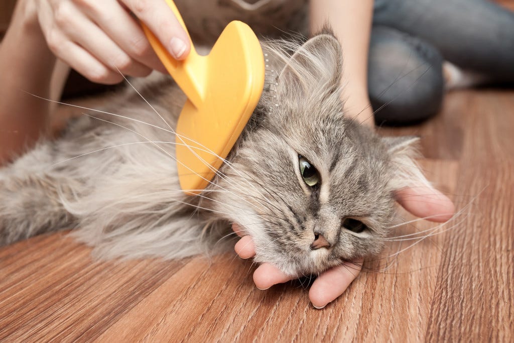woman brushing cat after vacation