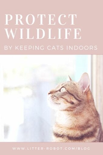 keep cats indoors