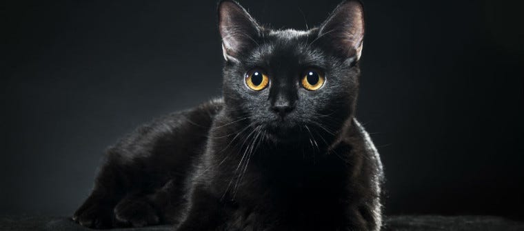 It's Tough To Be a Black Cat