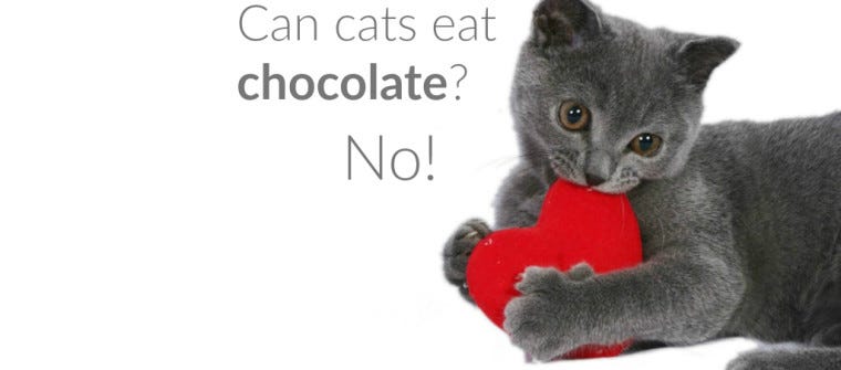Can cats eat chocolate? No!