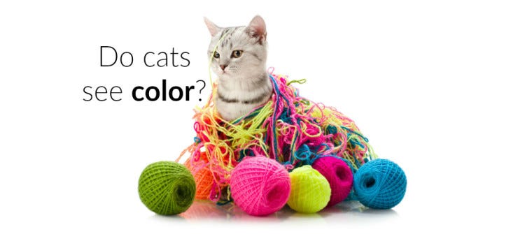 Can cats see color?
