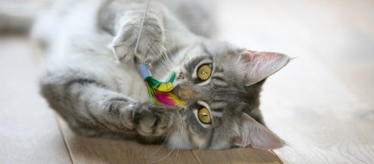 What Does Catnip Do To Cats?  