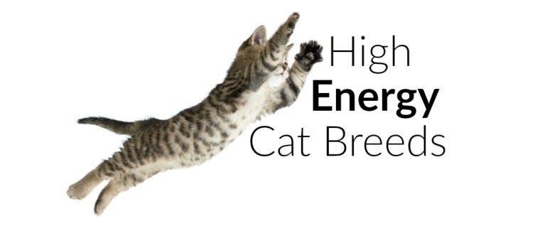 High-Energy Cat Breeds