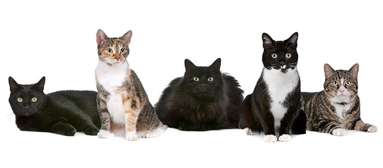 What Is A Group Of Cats Called? | Learn more on Litter-Robot Blog