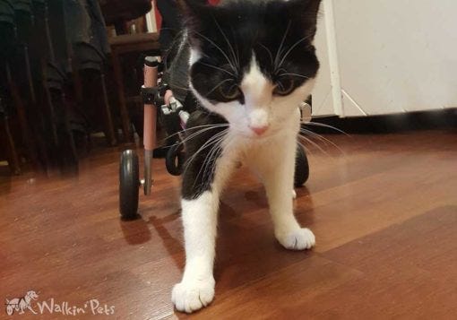 disabled cat in wheelchair