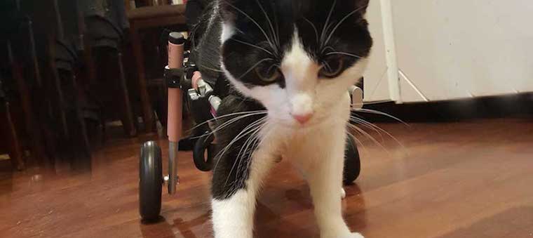 5 Tips for Caring for a Disabled Cat