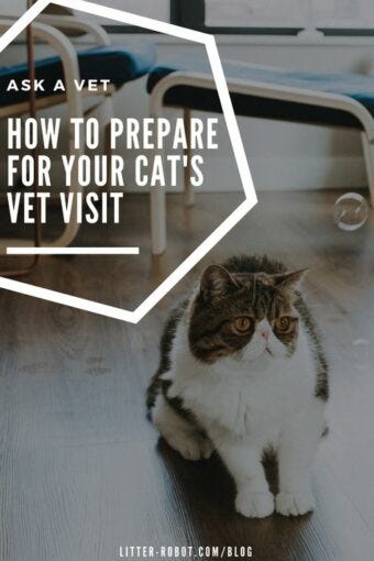 How To Prepare For Your Cat’s Vet Visit