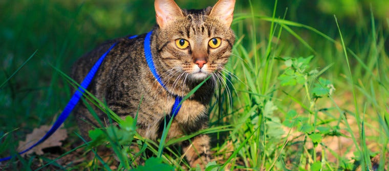 How to Take Your Cat on an Outdoor Adventure