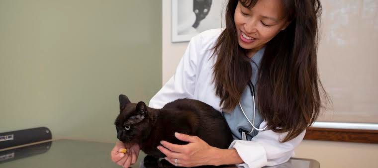 Dr. Justine Lee examining black cat