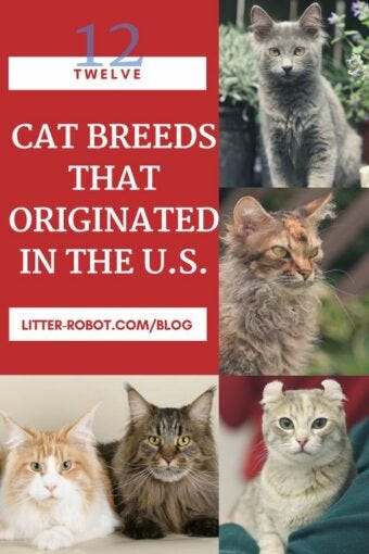 Cat Breeds from the U.S.