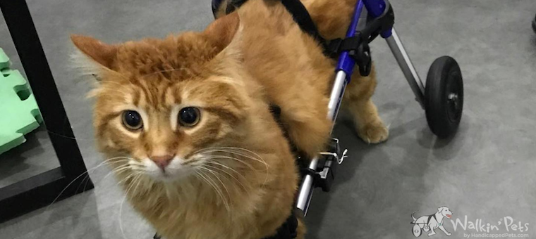 What Pets With Disabilities Can Teach Us