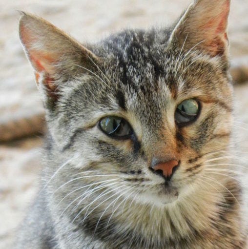 cat with third eyelid showing