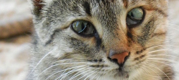 Why Do Cats Have a Third Eyelid?
