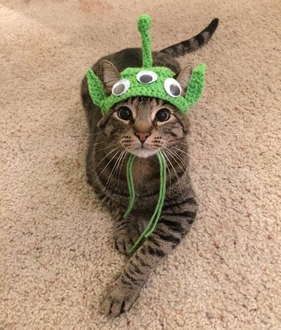 Our Favorite Halloween Costumes For Cats!