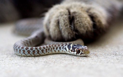 cat paw on snake