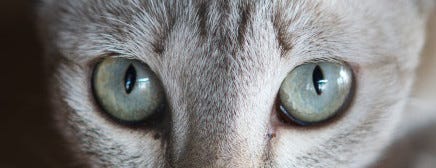 cat vertical pupils