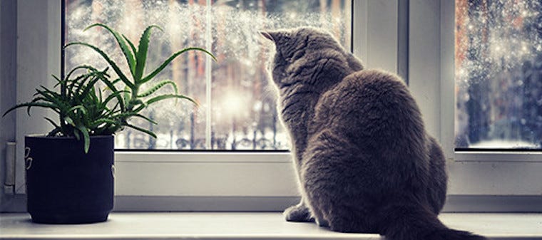 Obese grey cat staring out window
